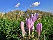 79 Colchicum autumnale (Colchico d'autunno) con Cime Foppazzi e Grem baciati dal sole 